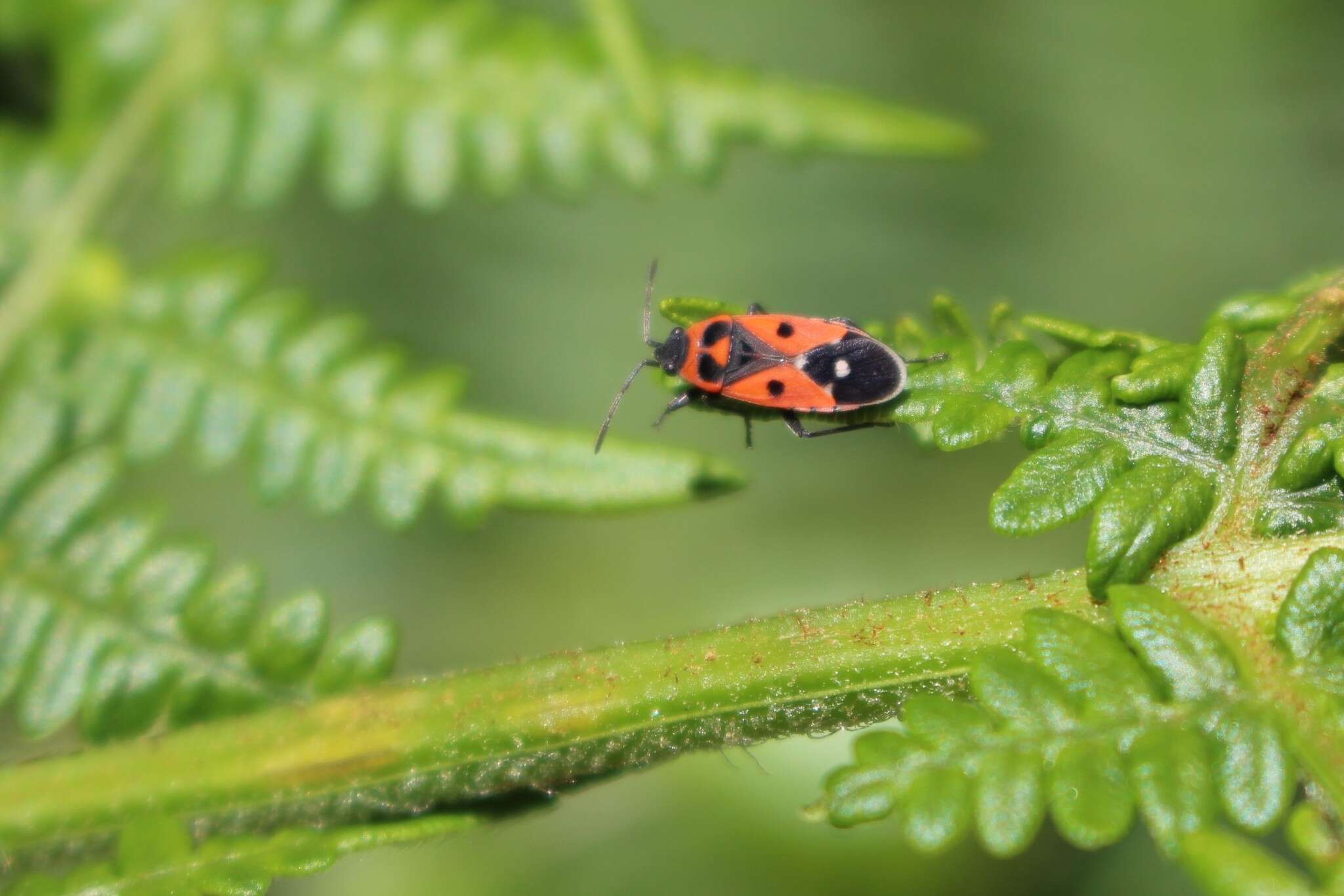 صورة Melanocoryphus albomaculatus Goeze 1778