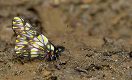 Image of Catasticta theresa Butler & Druce 1874