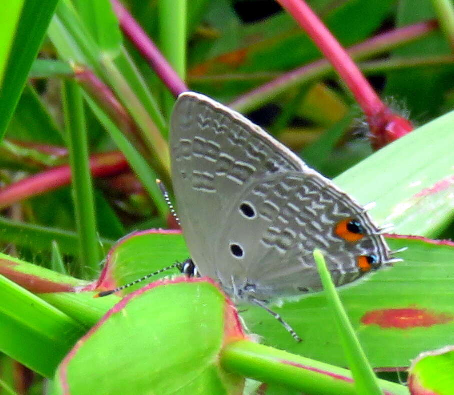 Image of Anthene lunulata (Trimen 1894)