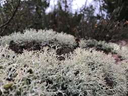 Image of Reindeer lichen