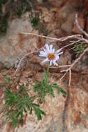 Olearia stuartii (F. Müll.) F. Müll. resmi