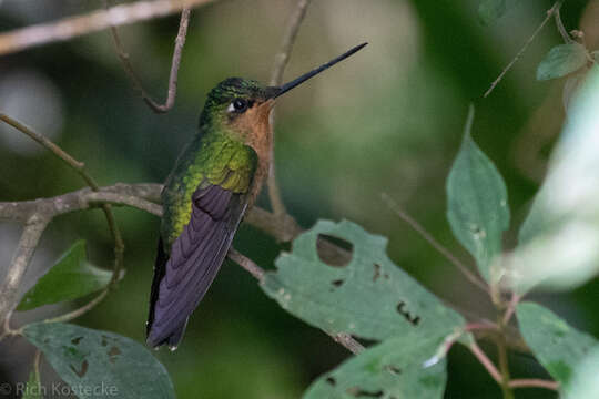 Image of White-tailed Starfrontlet