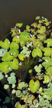 Image of Nymphoides hydrophylla (Loureiro) Kuntze