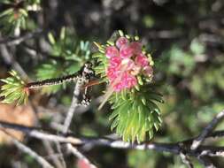 Image of Darwinia fascicularis Rudge