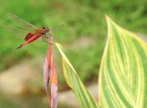 Tramea virginia (Rambur 1842) resmi