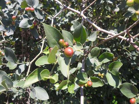 Carissa edulis var. edulis resmi