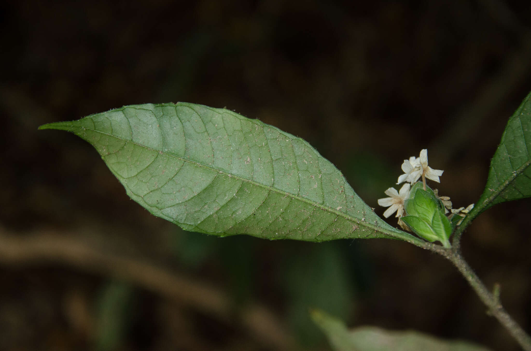 Слика од Lankesteria brevior C. B. Cl.