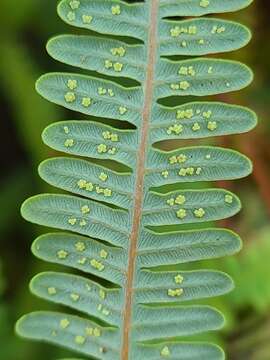 Image of Drooping Forked Fern