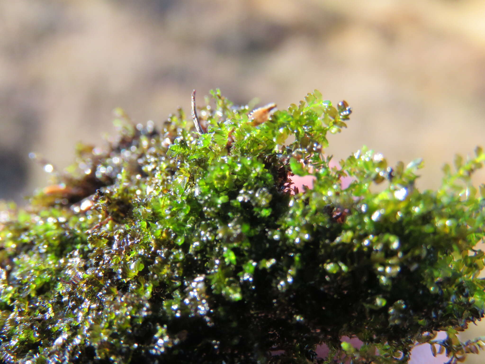 Image de Gymnocolea (Dumort.) Dumort.