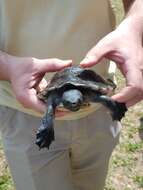 Image of river turtles