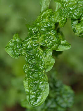 Image of Turnip crinkle virus