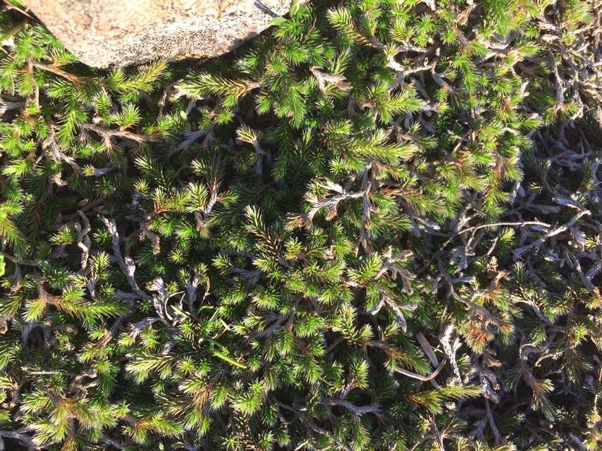 Image of Selaginella sellowii Hieron.