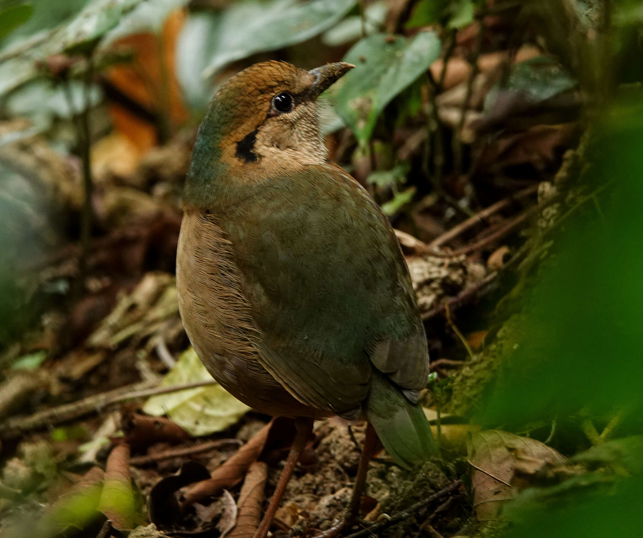 Image of Blue-naped Pitta