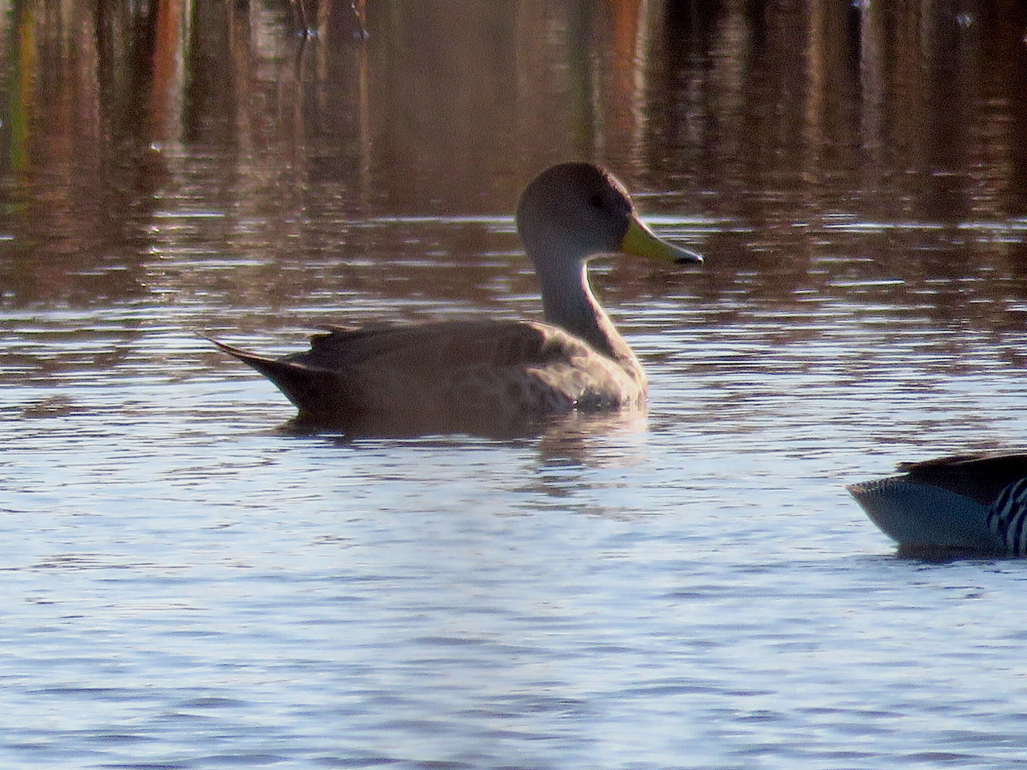 Image of Yellow-billed Pintail