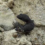 Image of Coquimbo Marked Gecko