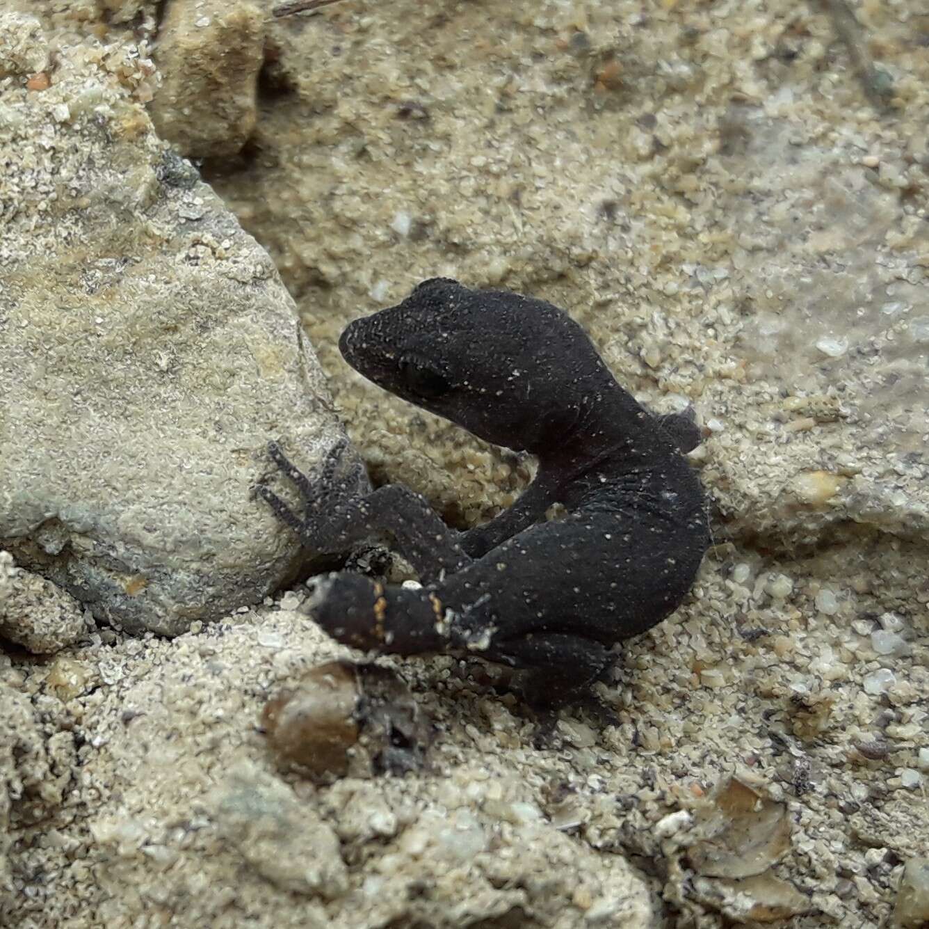 Image of Coquimbo Marked Gecko