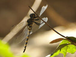 Image of Ringed Cascader