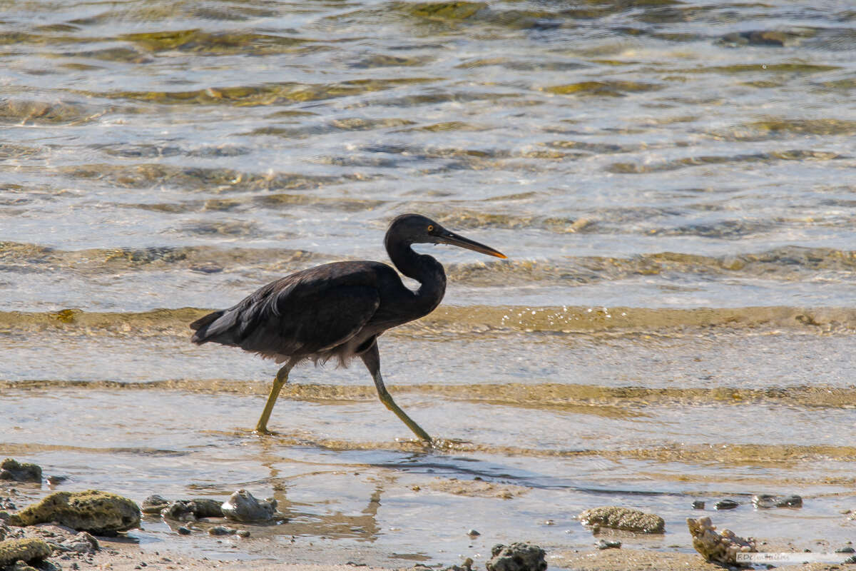 Egretta sacra albolineata (Gray & GR 1859)的圖片