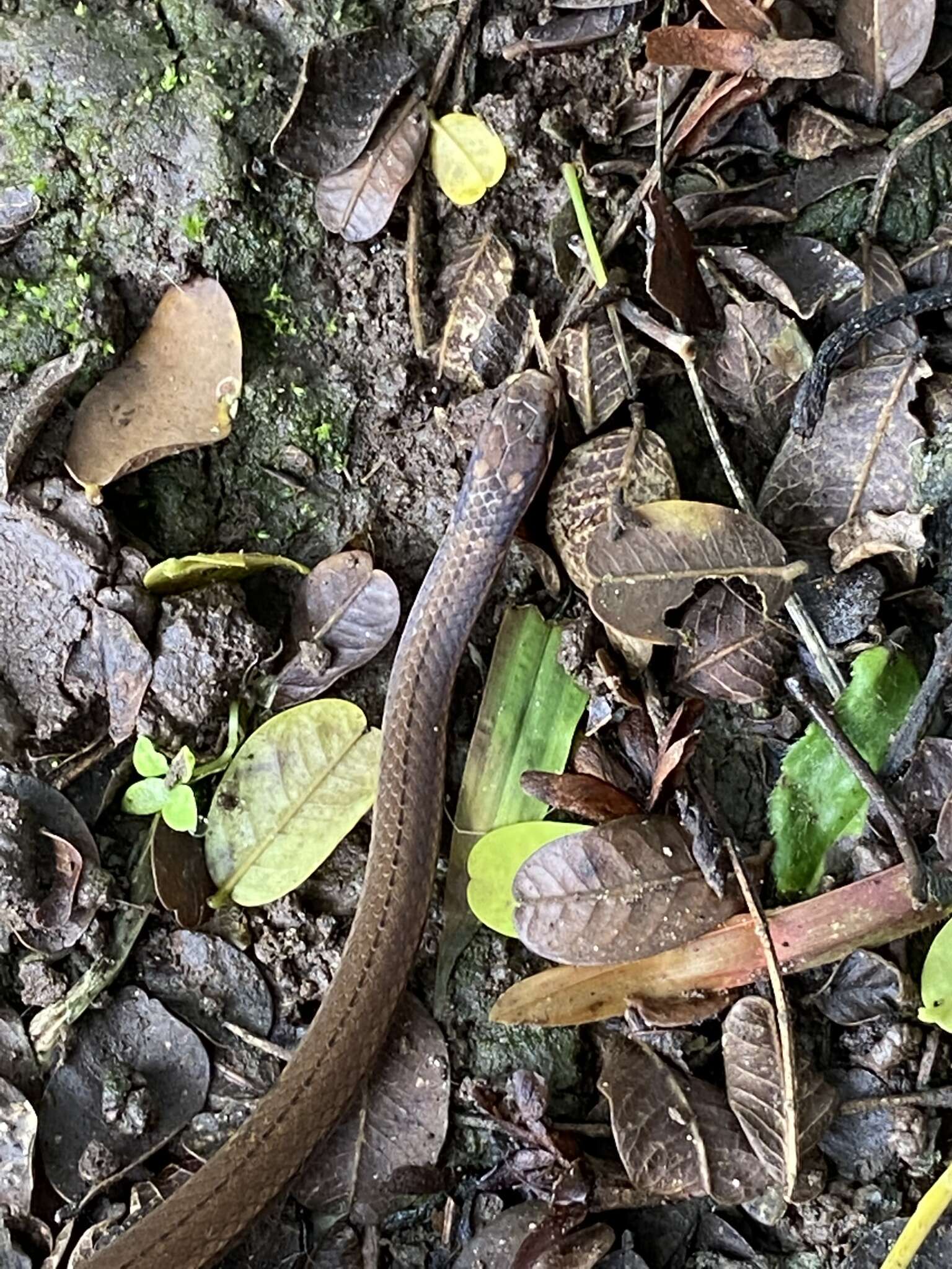 Image of Black-headed Snake (equatoriana