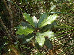 Quintinia serrata A. Cunn. resmi