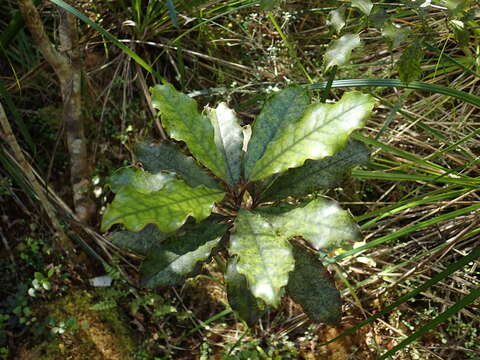 Image of Quintinia serrata A. Cunn.