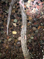 Image of Baird's Rat Snake