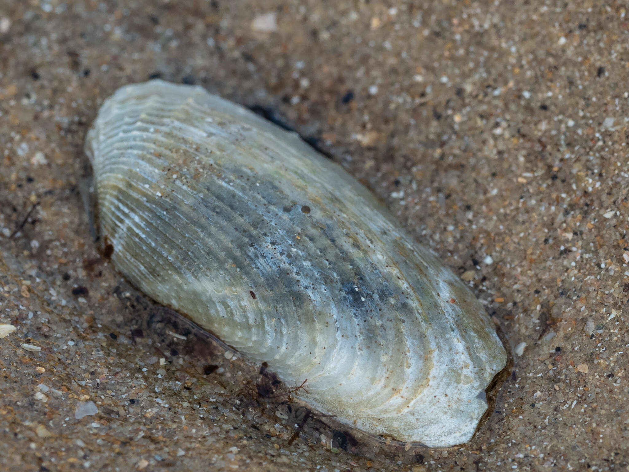 Image of Barnea australasiae (G. B. Sowerby II 1849)