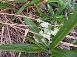 Aciphylla dissecta (T. Kirk) W. R. B. Oliv.的圖片