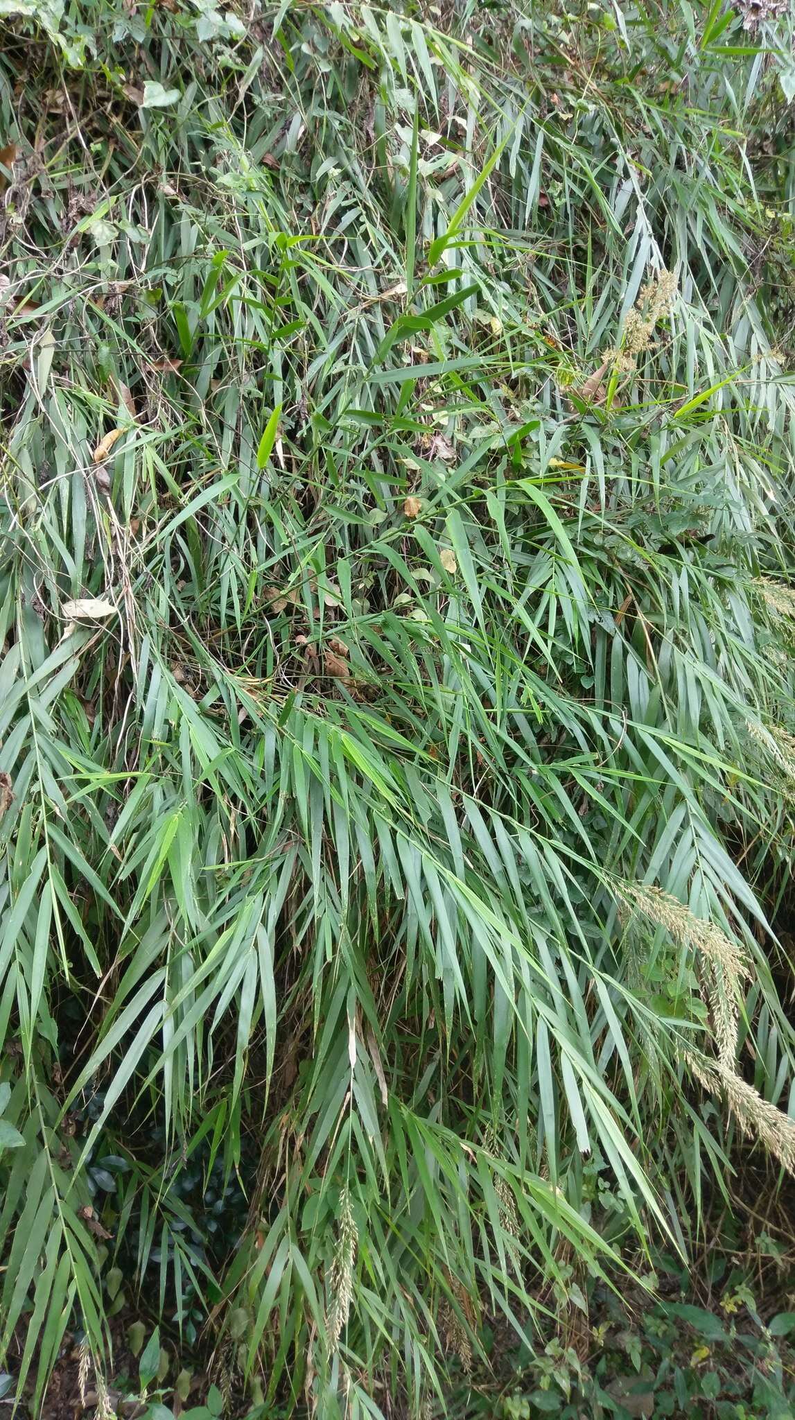 Image of Arundo formosana Hack.