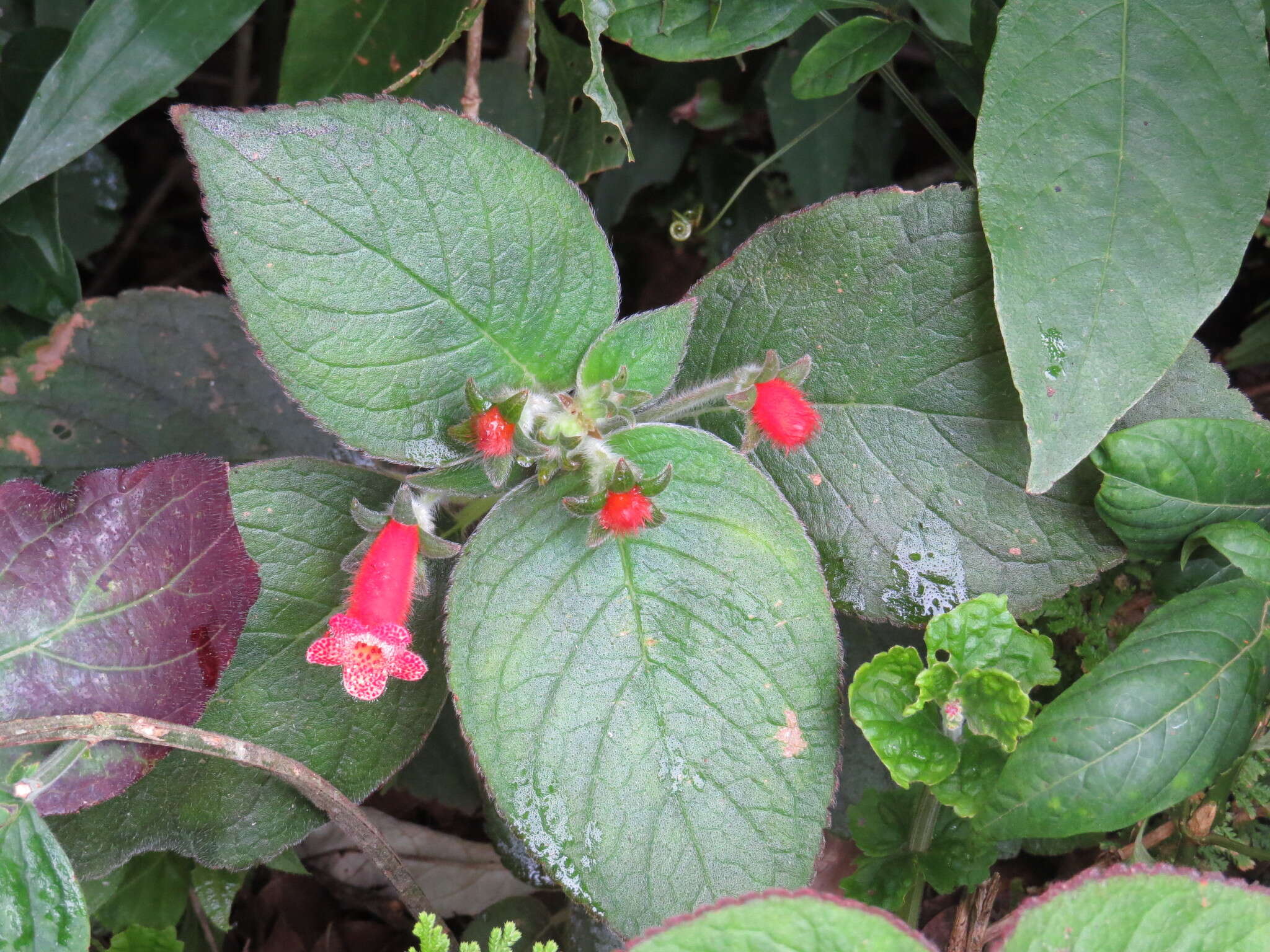 Imagem de Kohleria rugata (Scheidw.) L. P. Kvist & L. E. Skog