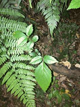 Image of Meliosma rhoifolia Maxim.