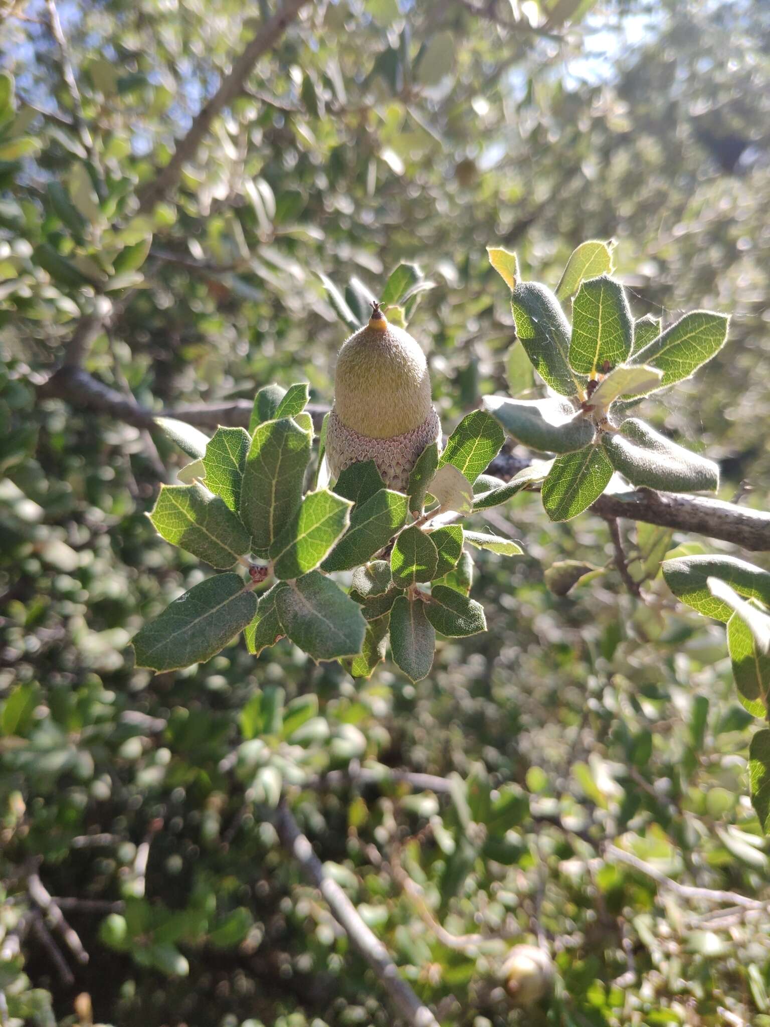 Image of Boz-Pirnal Oak