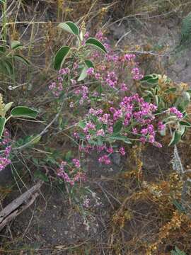 Image of Alternanthera porrigens (Jacq.) Kuntze