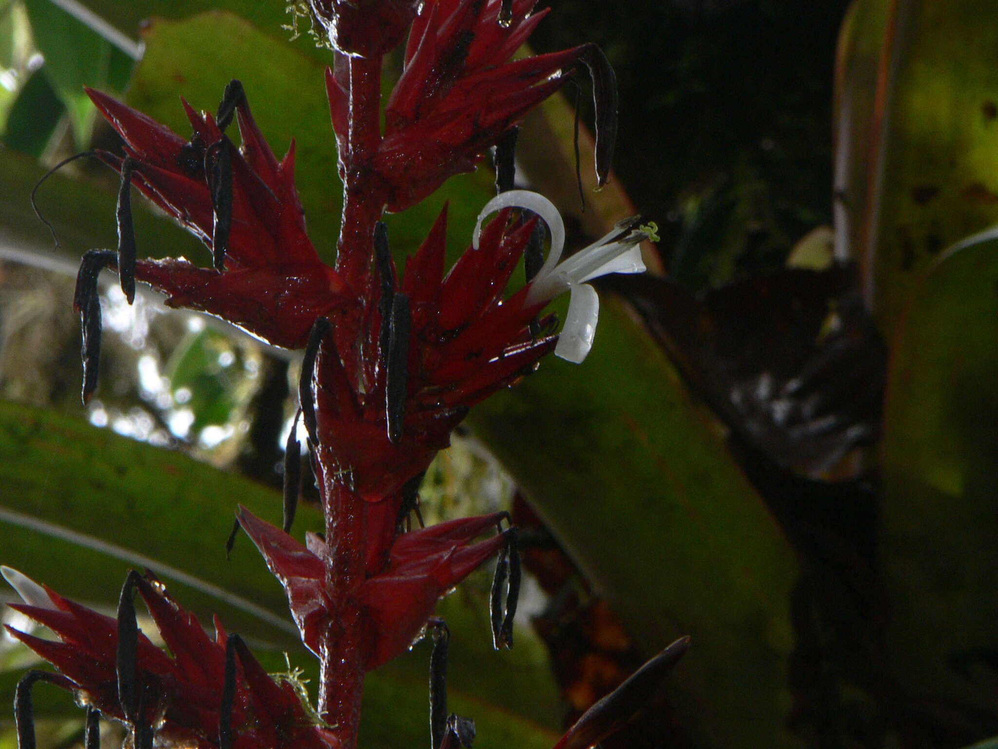 Image of Guzmania lehmanniana (Wittm.) Mez