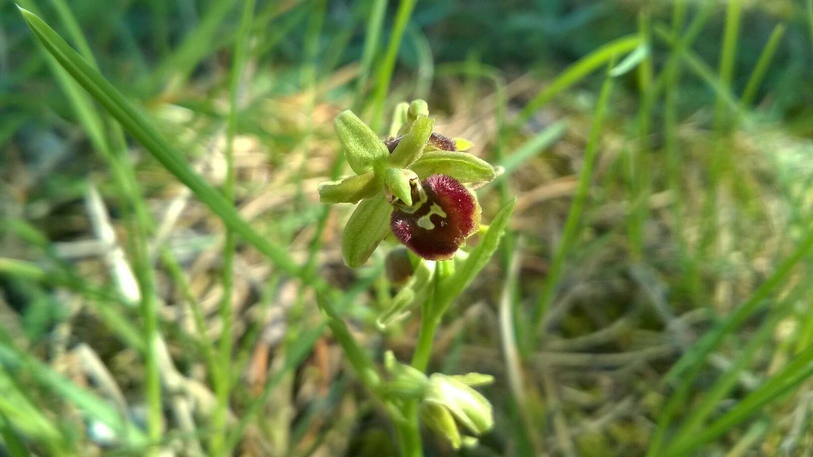 Image of Early spider orchid