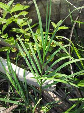 Imagem de Glyceria striata (Lam.) Hitchc.