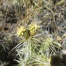 Imagem de Cylindropuntia multigeniculata (Clokey) Backeb.