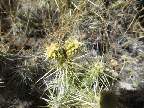 Image of Blue Diamond cholla