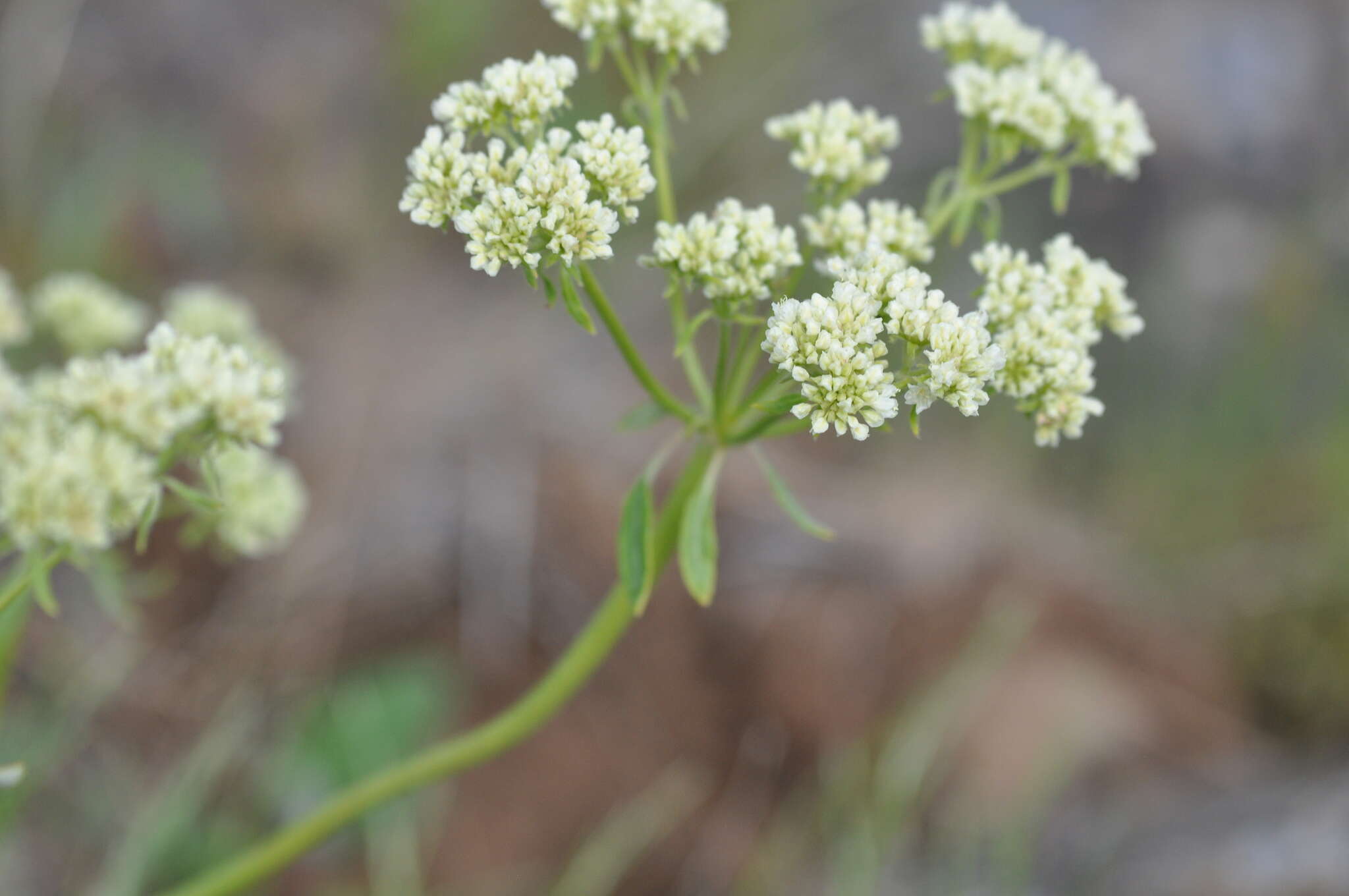 Image of arrowleaf buckwheat