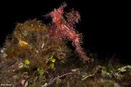 Image of Hairy ghost pipefish