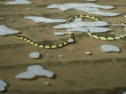 Image of Yellow Sea Snake