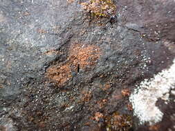 Image of dimple lichen