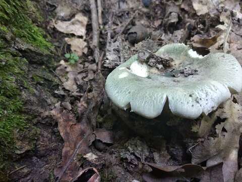 Image of Russula virescens (Schaeff.) Fr. 1836