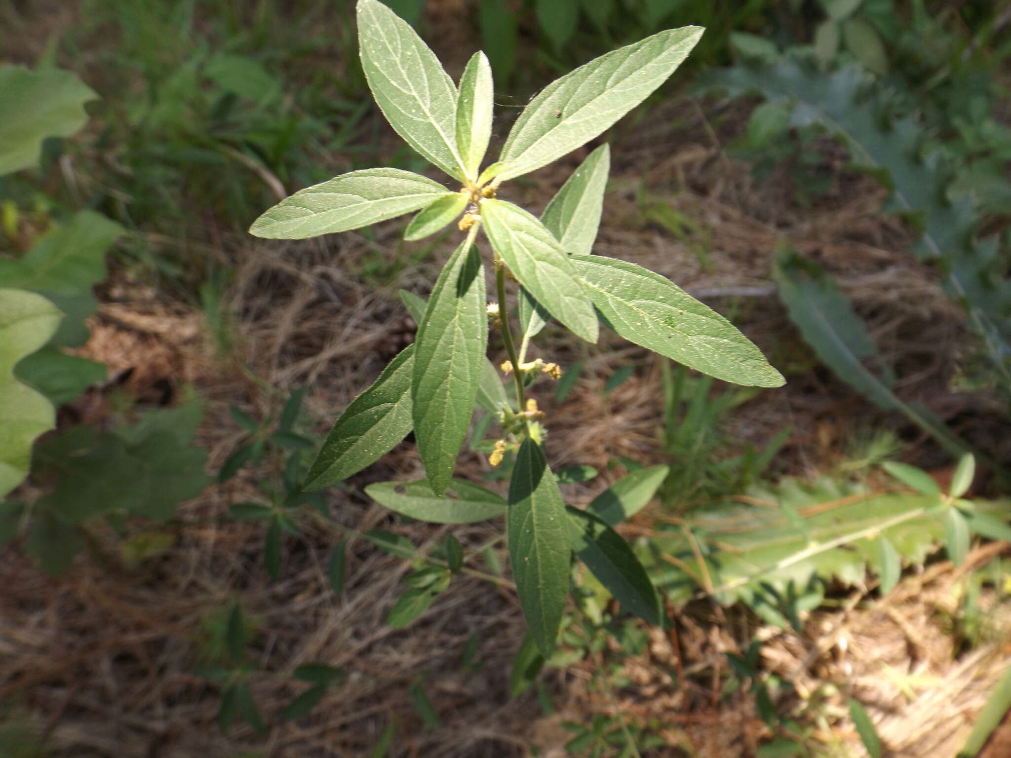 Sivun Acalypha gracilens A. Gray kuva