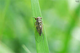 Image of Tettigetta isshikii (Kato 1926)