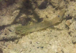 Слика од Wuhanlinigobius polylepis (Wu & Ni 1985)