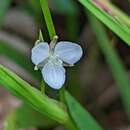 Libertia colombiana R. C. Foster的圖片