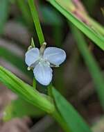 Image de Libertia colombiana R. C. Foster