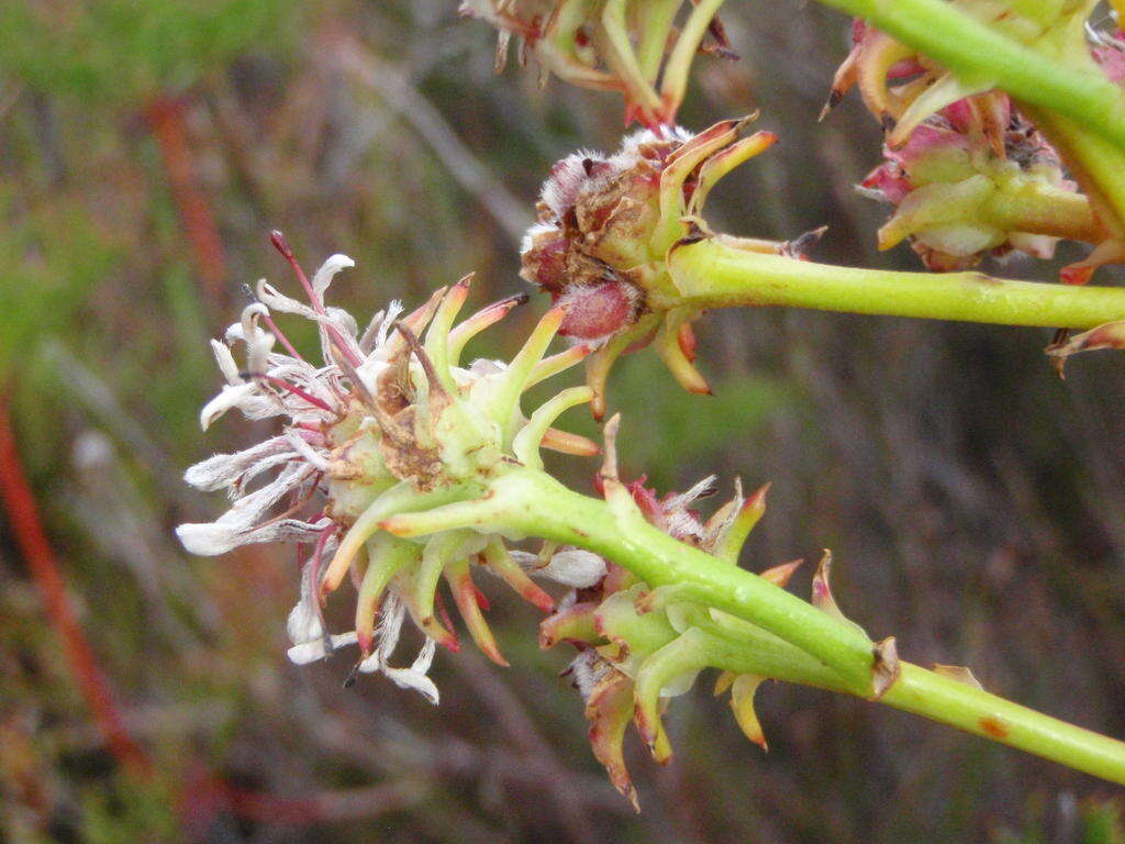 Sivun Serruria elongata (Berg.) R. Br. kuva