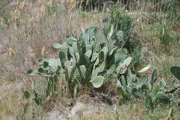 Image of Opuntia ficus-indica (L.) Mill.